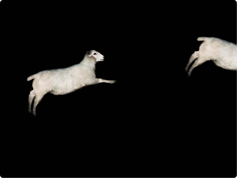 Sci-sleepsheep - Performance Plus